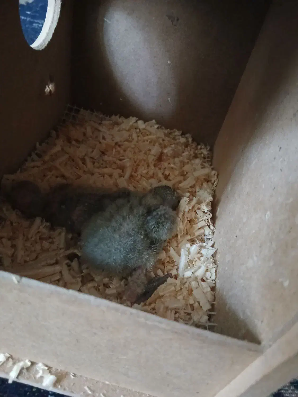 جفت طوطی برزیلی رو تخم|پرنده|باغستان, |دیوار