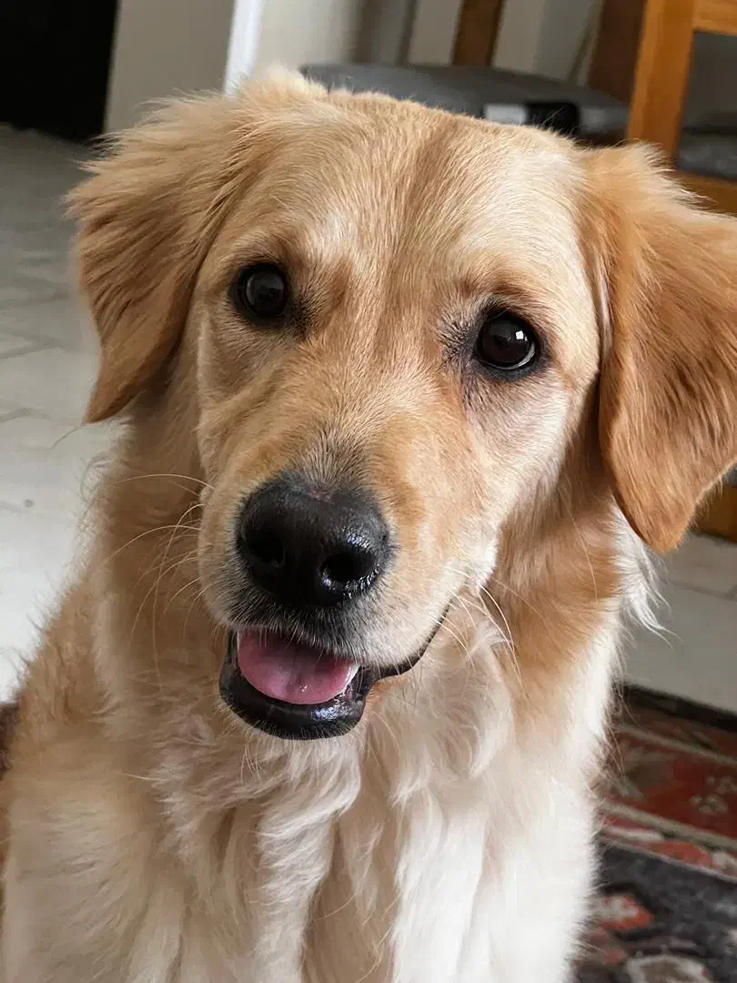 واگذاری گلدن رتریور|سگ|پردیس, فاز ۱۱|دیوار