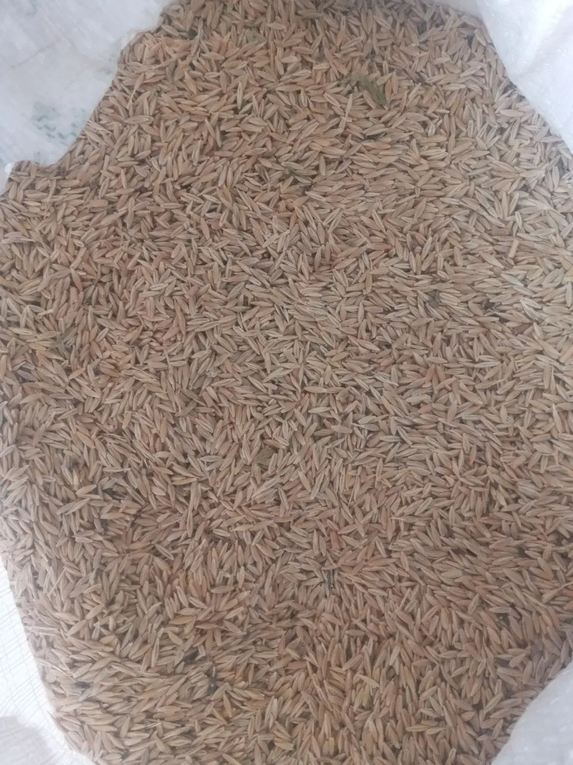 جو دیمه|خدمات باغبانی و درختکاری|تربت جام, جامرود|دیوار