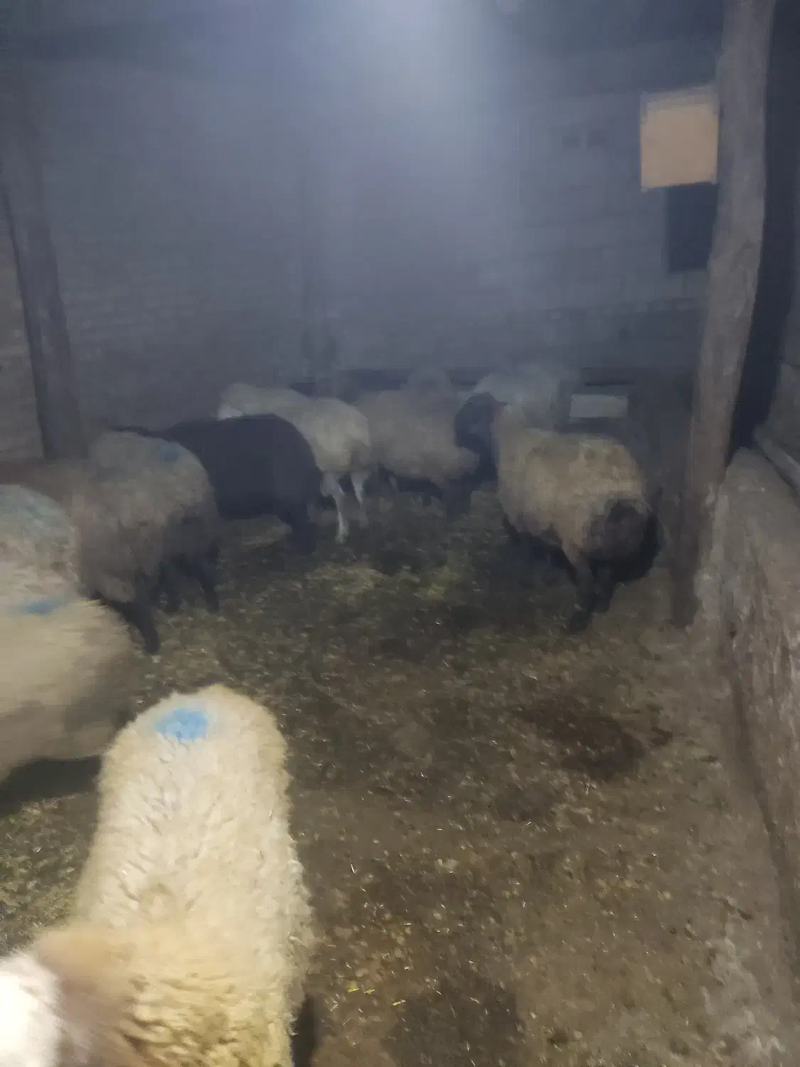 کوسفند کوشتی|حیوانات مزرعه|ویلکیج, |دیوار