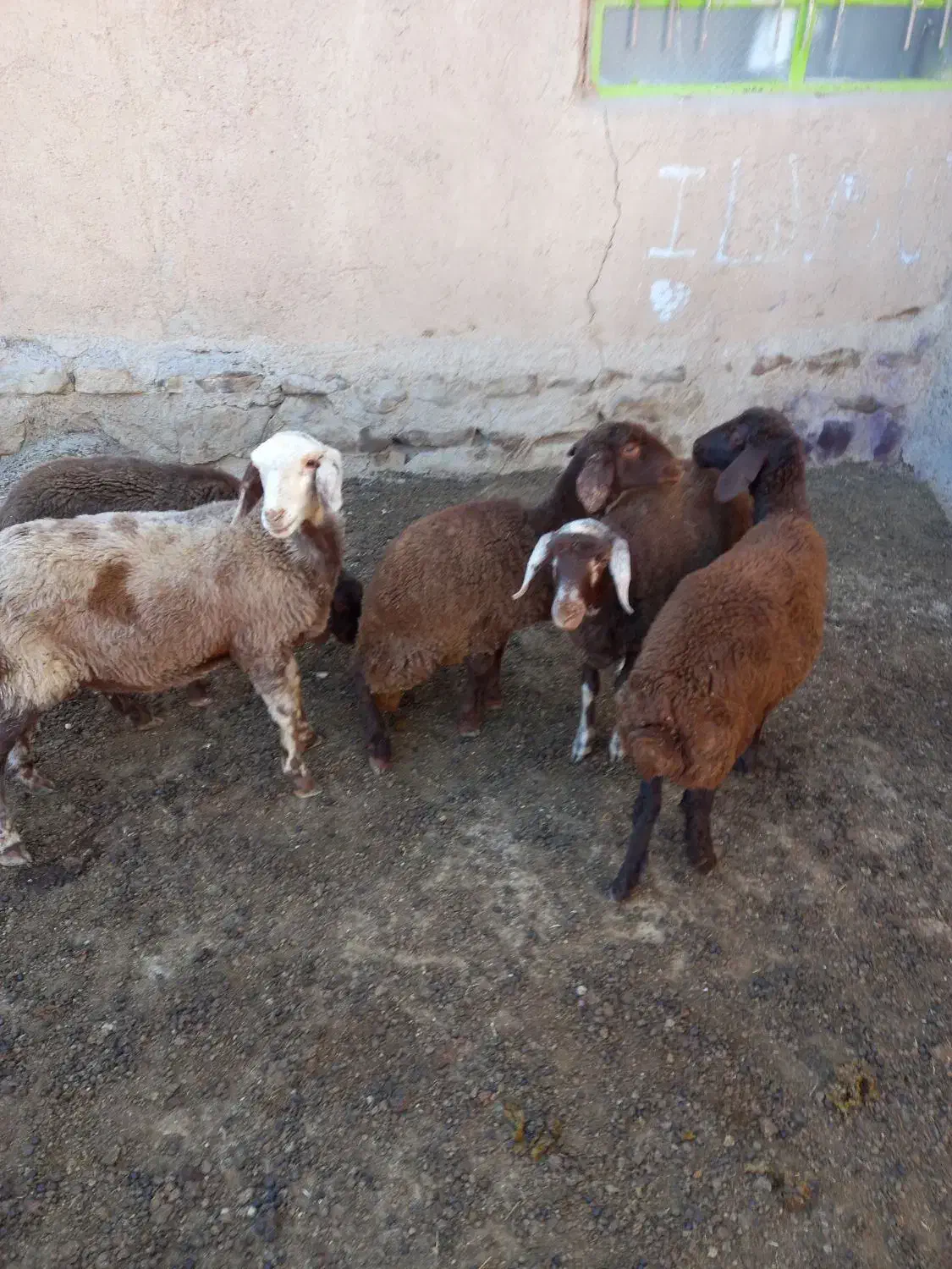 ۵عددبره ۳تاماده۲تانر|حیوانات مزرعه|بسطام, |دیوار