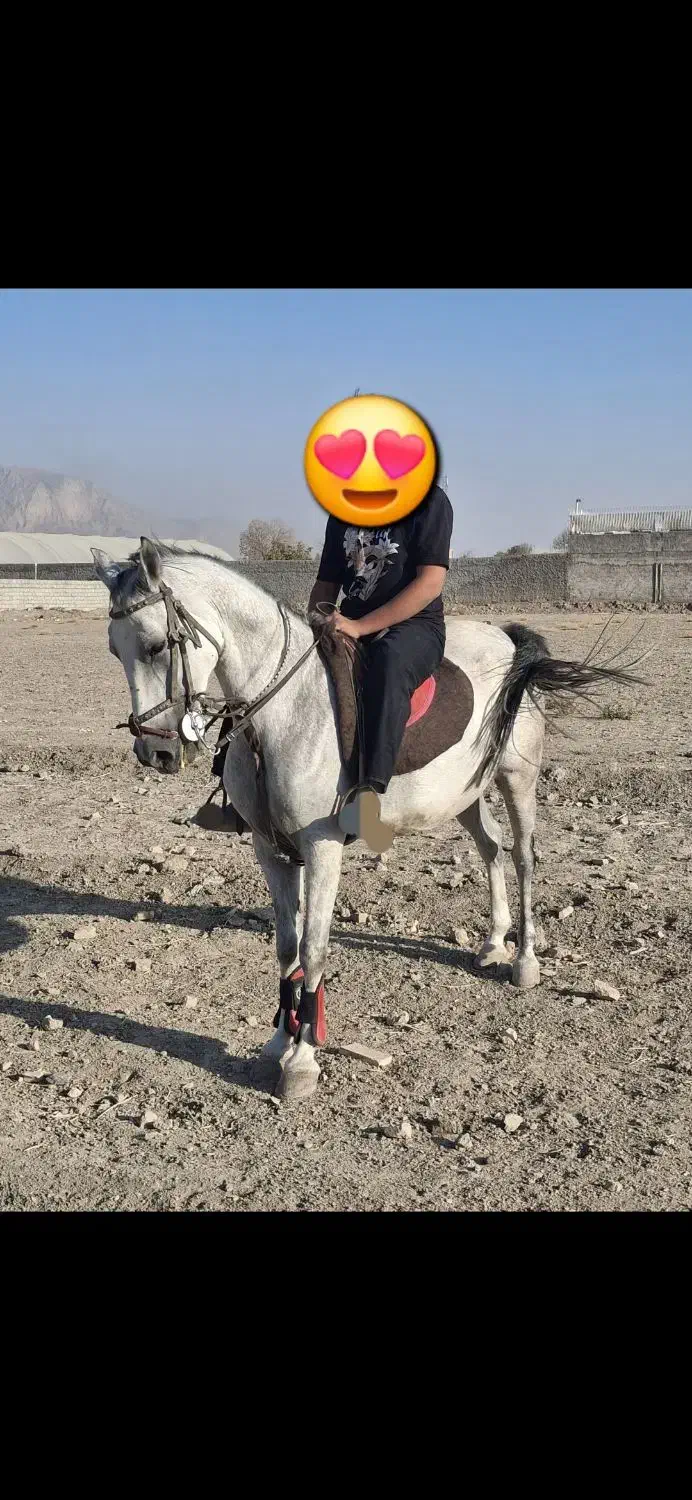 اسب مادیان|اسب و تجهیزات اسب‌سواری|فلاورجان, |دیوار