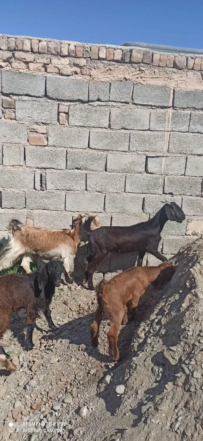 2تاگوسفند زاییده بابزغاله|حیوانات مزرعه|ایرانشهر, |دیوار