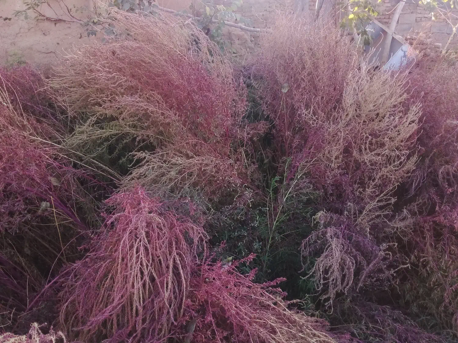 جارومحلی‌(تازه‌چیده‌شده)|لوازم نظافت|اسدآباد, |دیوار