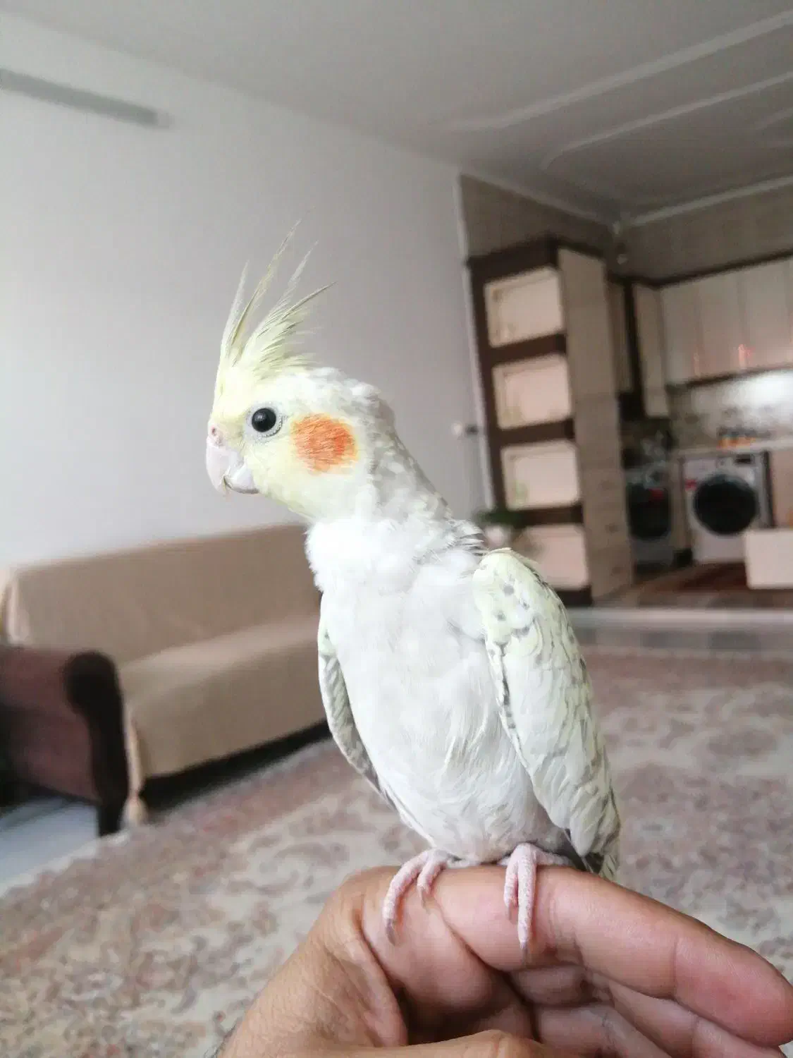 عروس هلندی|پرنده|بیرجند, |دیوار