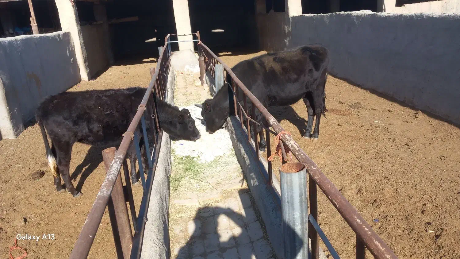 گاو گوساله|حیوانات مزرعه|قم, سالاریه|دیوار