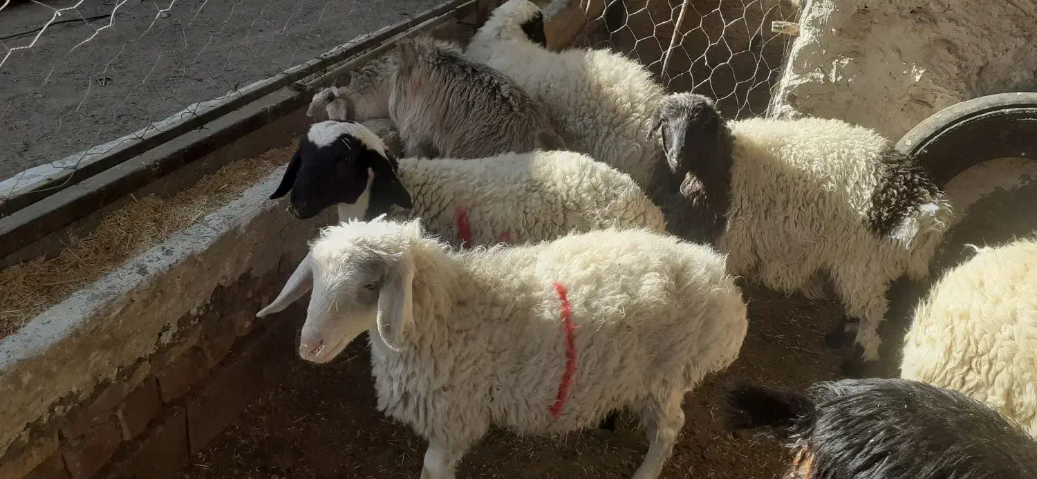 بره ماده سبک  قوچ چاق و  بز چاق|حیوانات مزرعه|سده (خراسان جنوبی), |دیوار