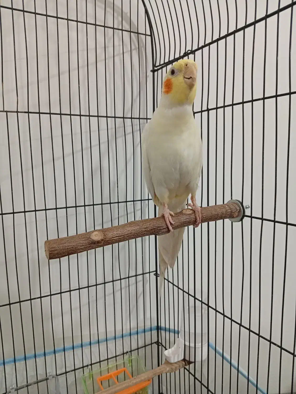 عروس هلندی نر|پرنده|بجنورد, |دیوار