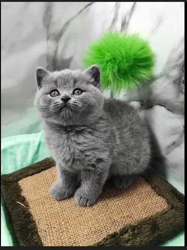 بریتیش بلو شورت هیر|گربه|تهران, آسمان|دیوار