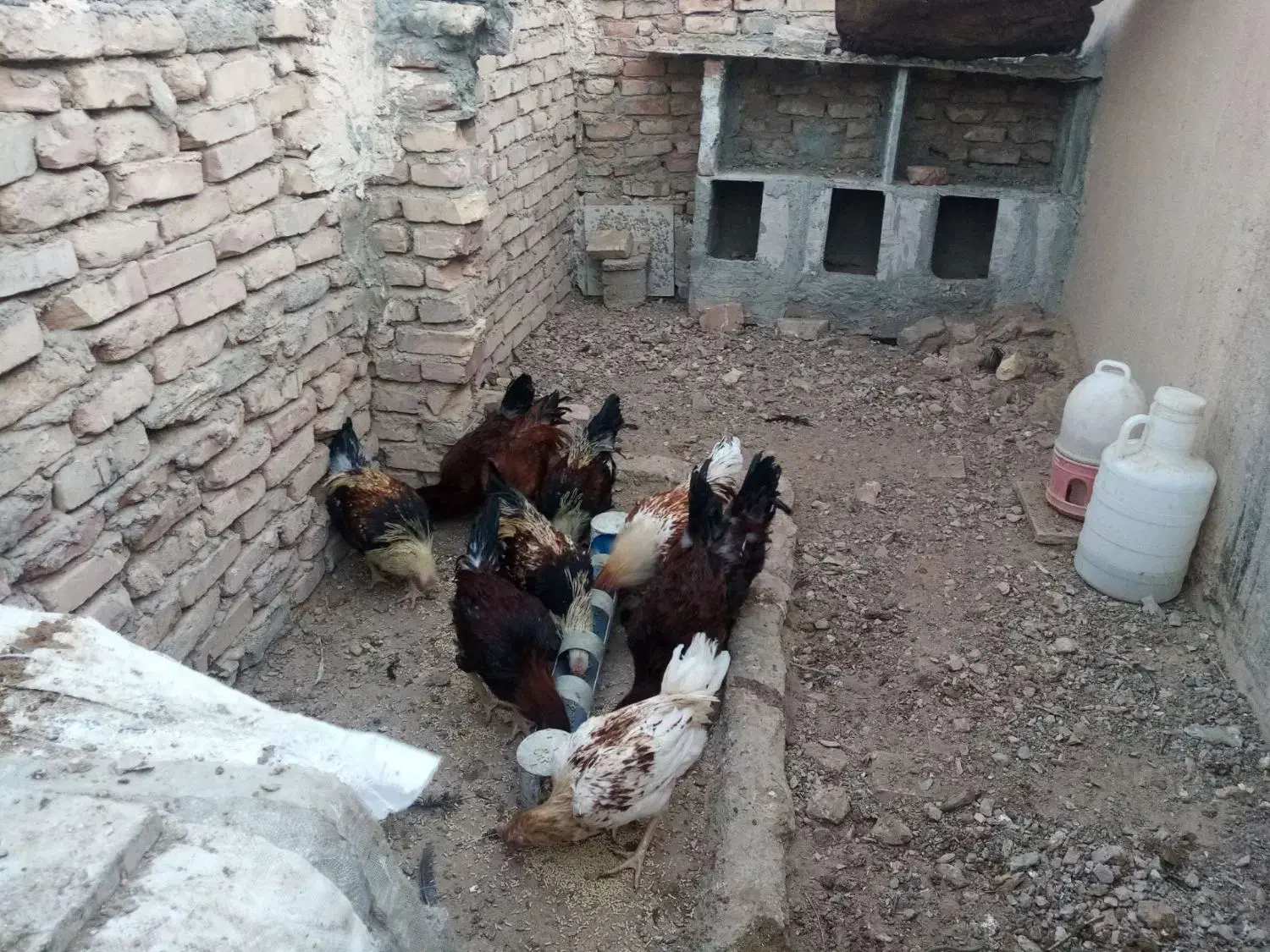 مرغ و خروس  و جوجه مرغ و جوجه خروس|حیوانات مزرعه|سرایان, |دیوار