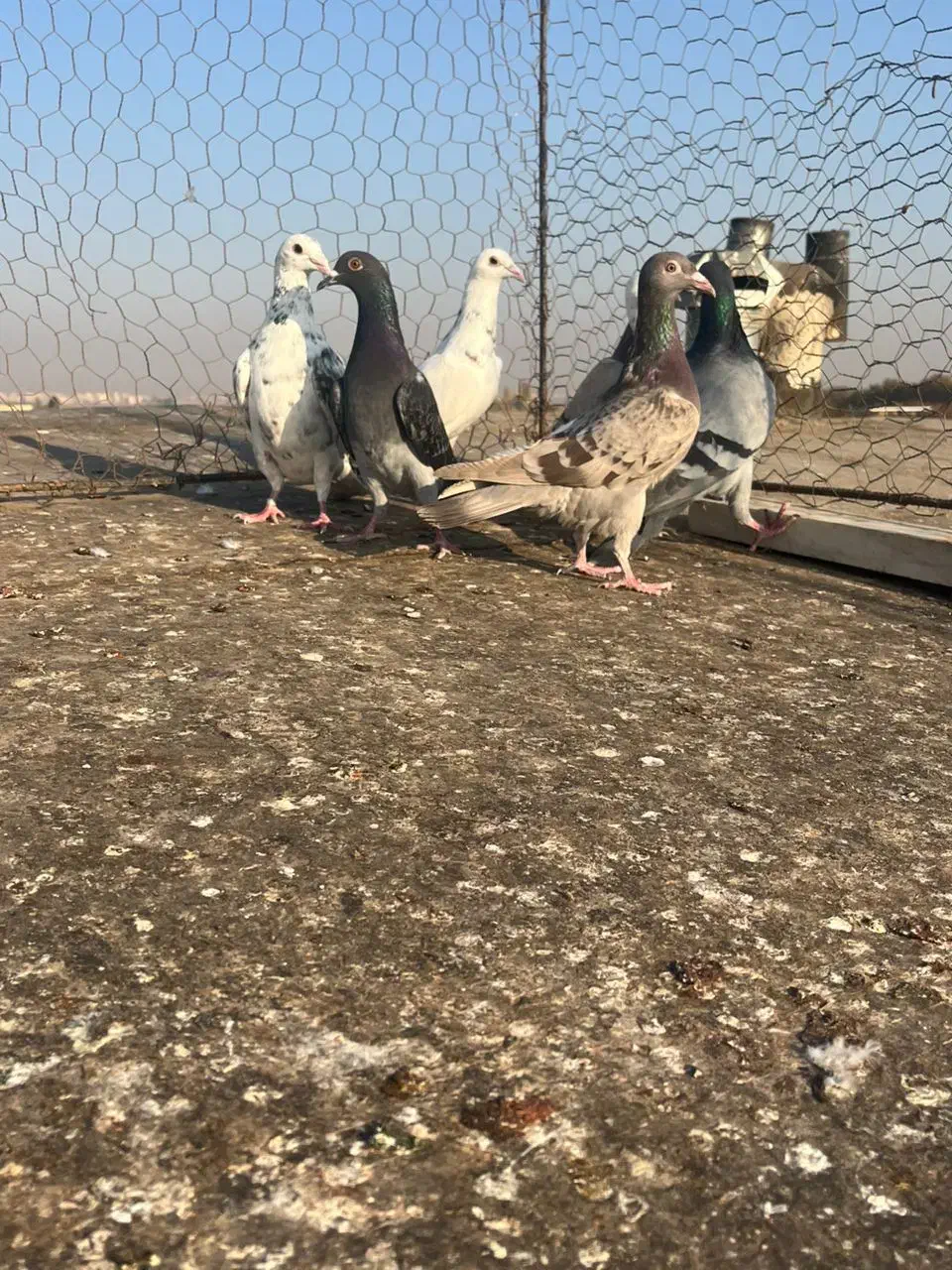 کبوترخطی|پرنده|اقبالیه, |دیوار