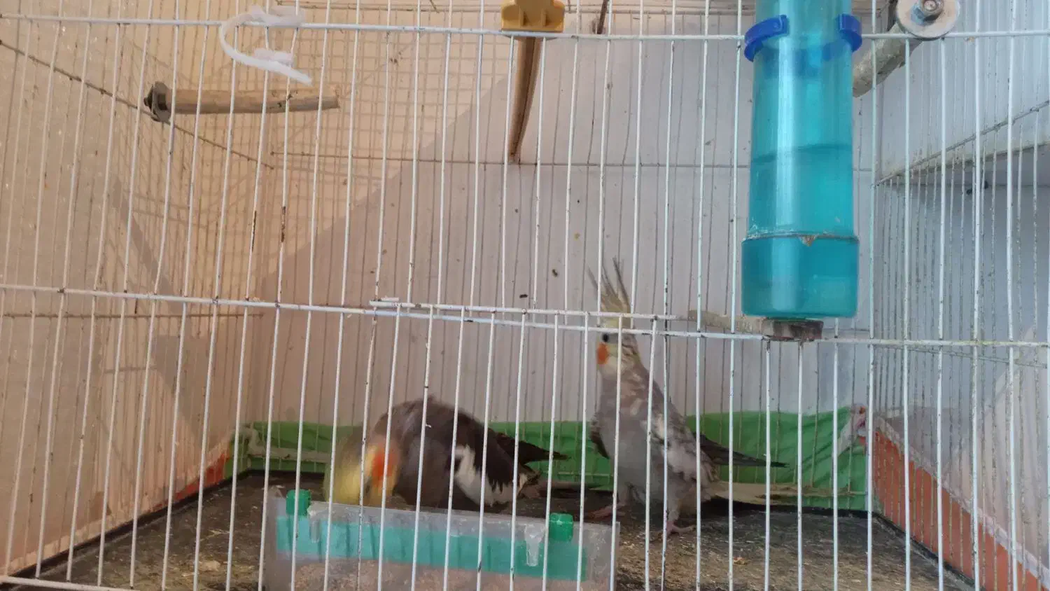 جفت عروس هلندی نر سیامون، ماده، گل باقالی|پرنده|قوچان, |دیوار