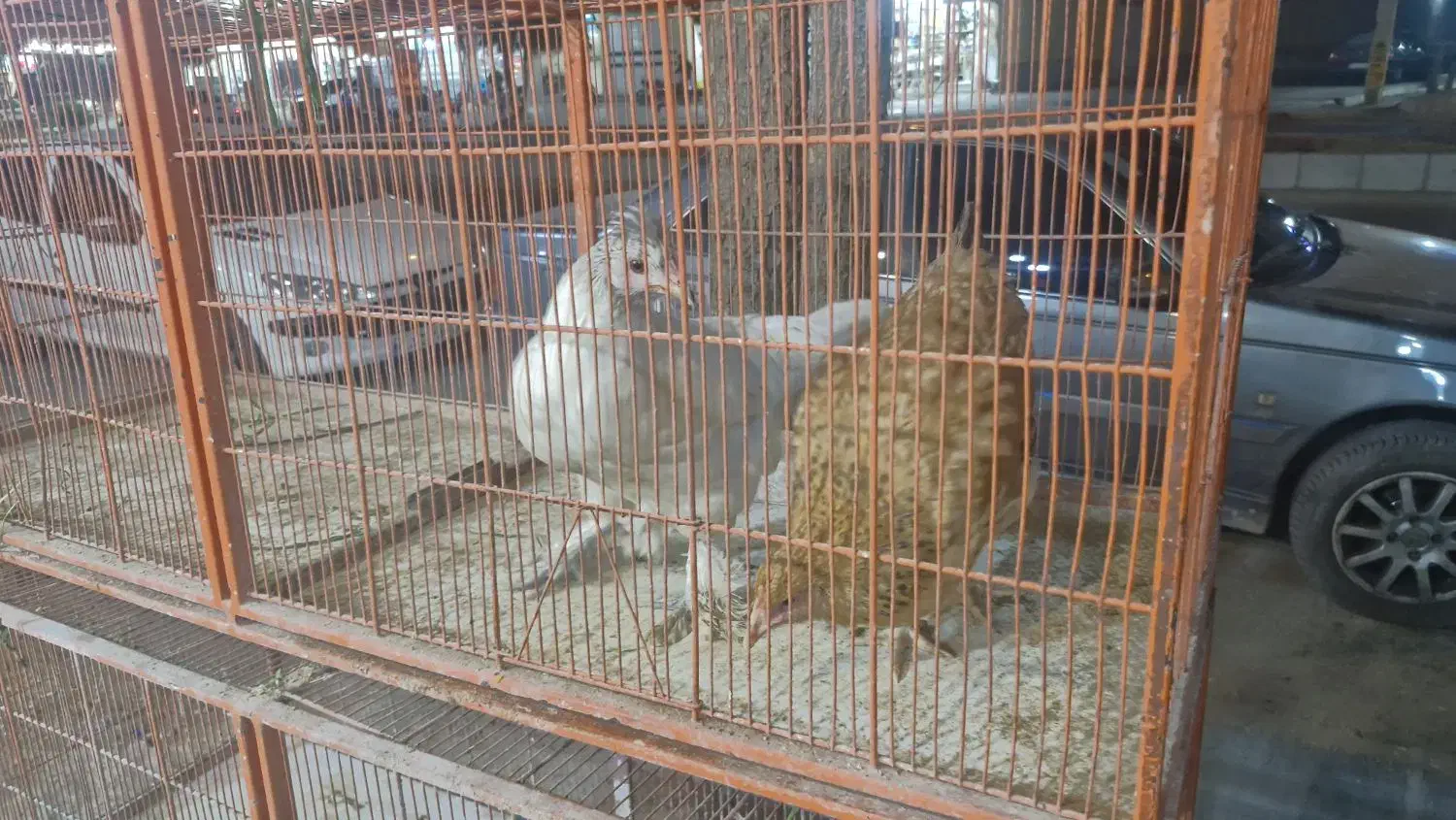 فروش دو خروس و ۴ مرغ|حیوانات مزرعه|لار, |دیوار