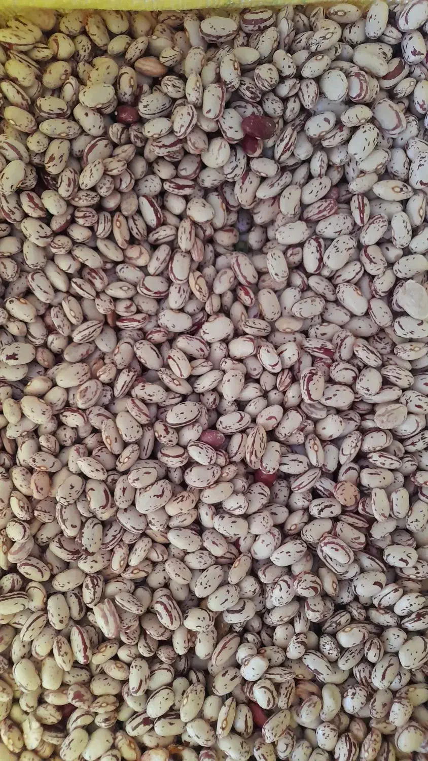 لوبیا چیتی (کپسولی) تمیز و رنگ دار محصول امسال|خوردنی و آشامیدنی|سراب, |دیوار