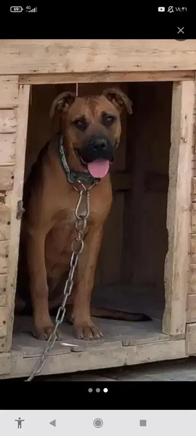 سگ گله|سگ|خوانسار, |دیوار