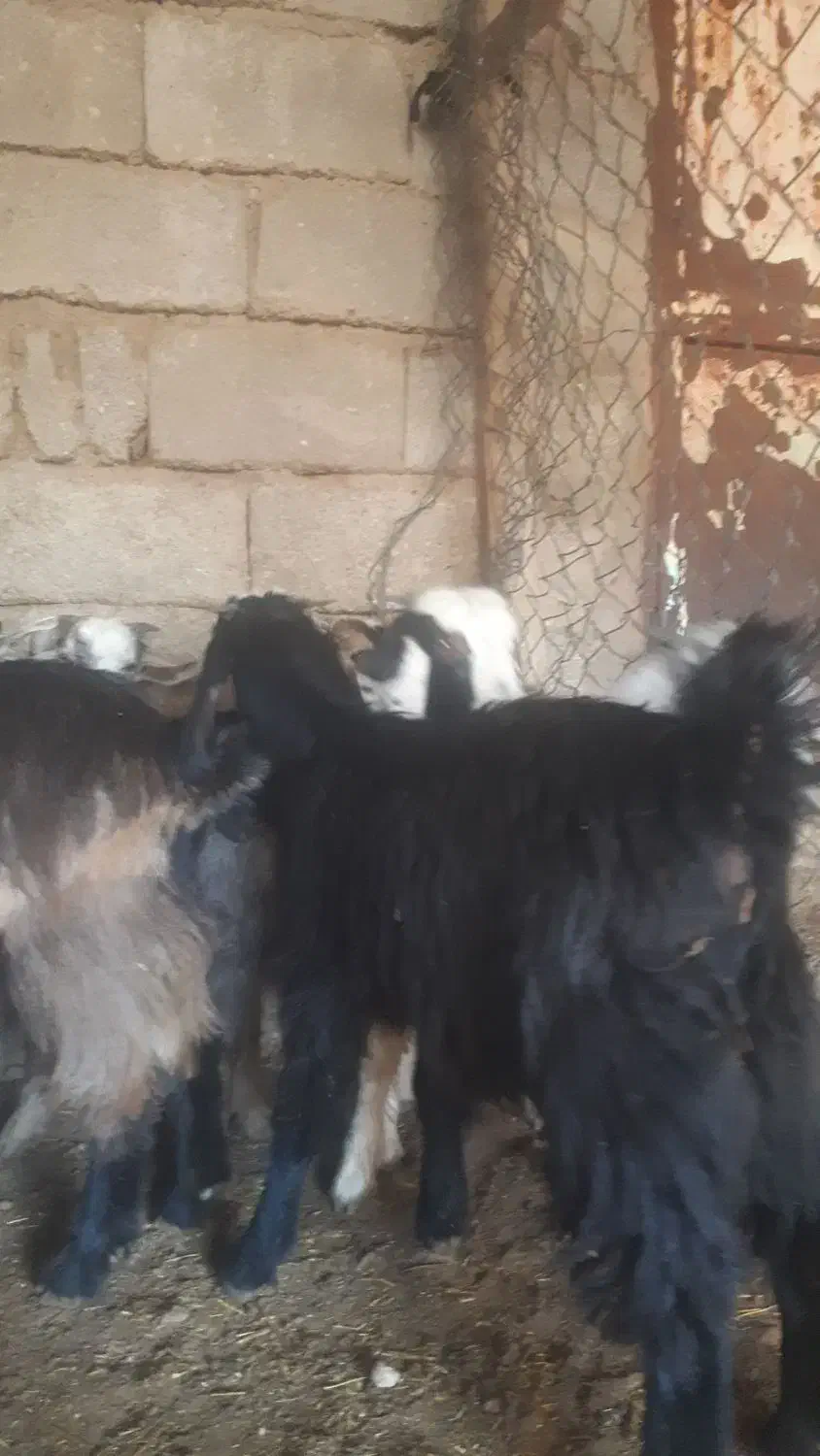 ۱۳راس بزغاله ماده چاق چاق|حیوانات مزرعه|اندیمشک, |دیوار