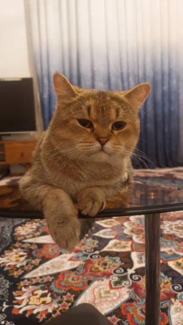 فروش گربه|گربه|کردکوی, |دیوار