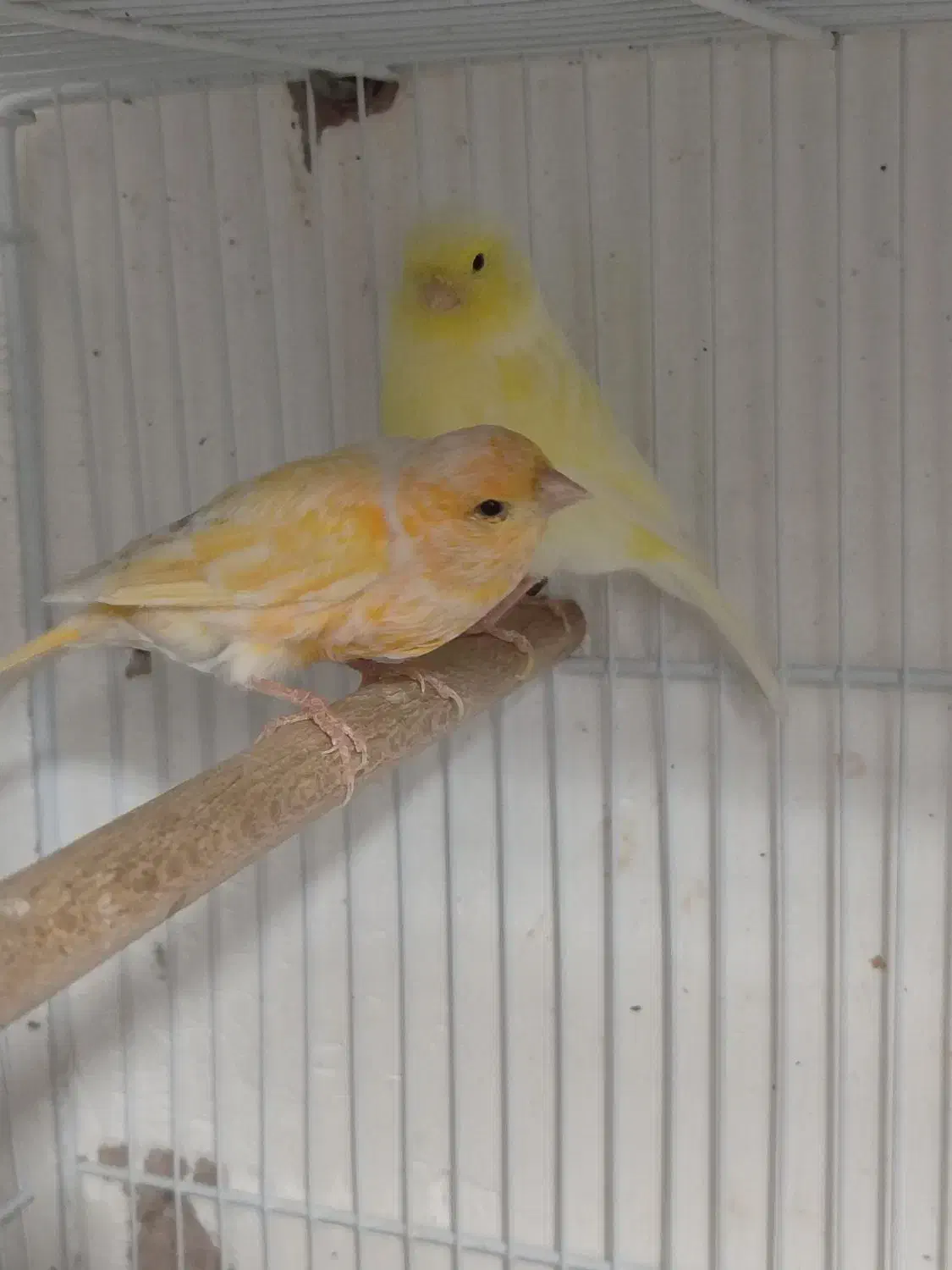 2 عدد قناری ماده  معاوضه با نر همرنگ خودشون|پرنده|بیرجند, |دیوار