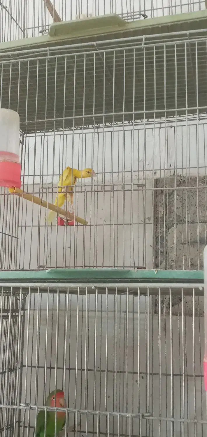 قناری|پرنده|مهاجران, |دیوار