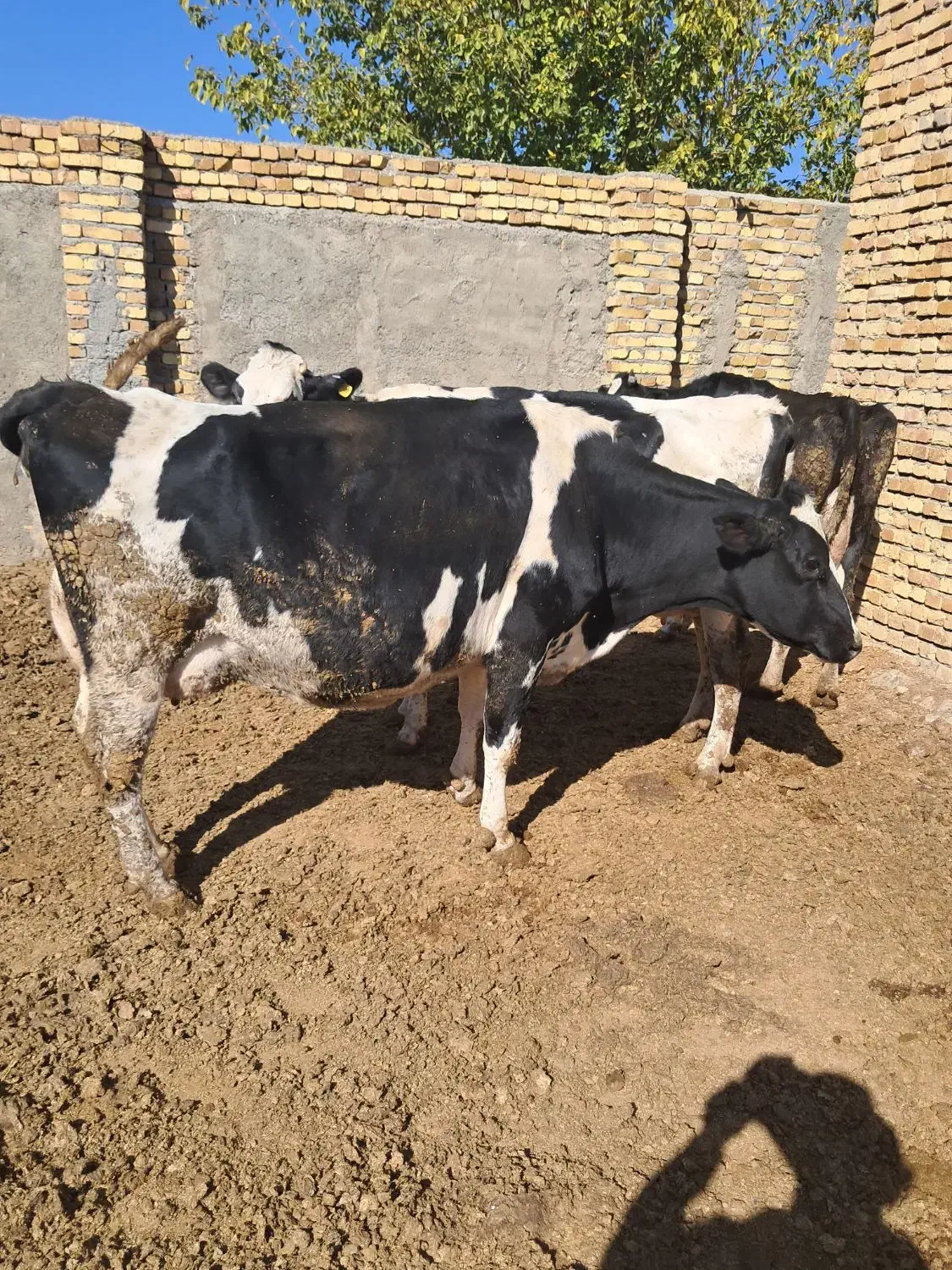 گاو هلشتاین درجه یک با گوساله|حیوانات مزرعه|قره چای, |دیوار