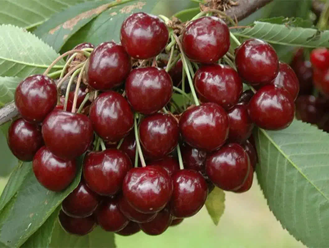 تولید و فروش انواع نهال اصلاح شده دوساله تا ۵ ساله|خدمات باغبانی و درختکاری|شهریار, شهریار|دیوار