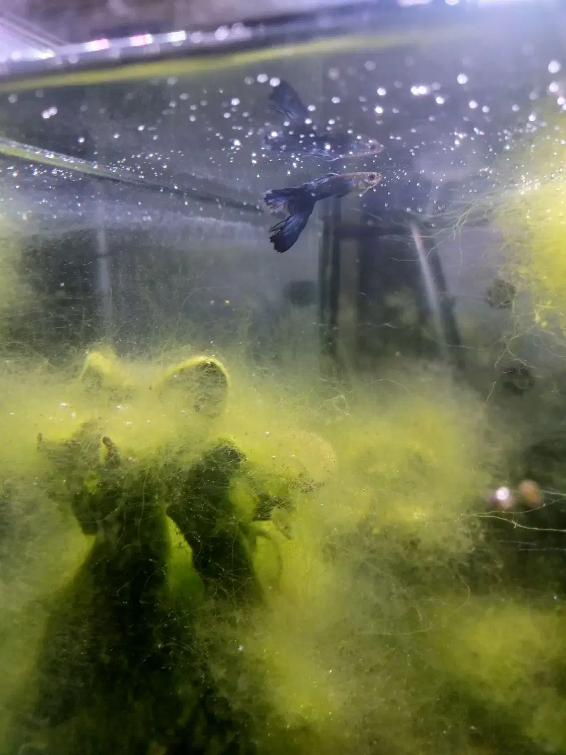 ماهی گوپی . واگذاری|ماهی|فولادشهر, A1|دیوار