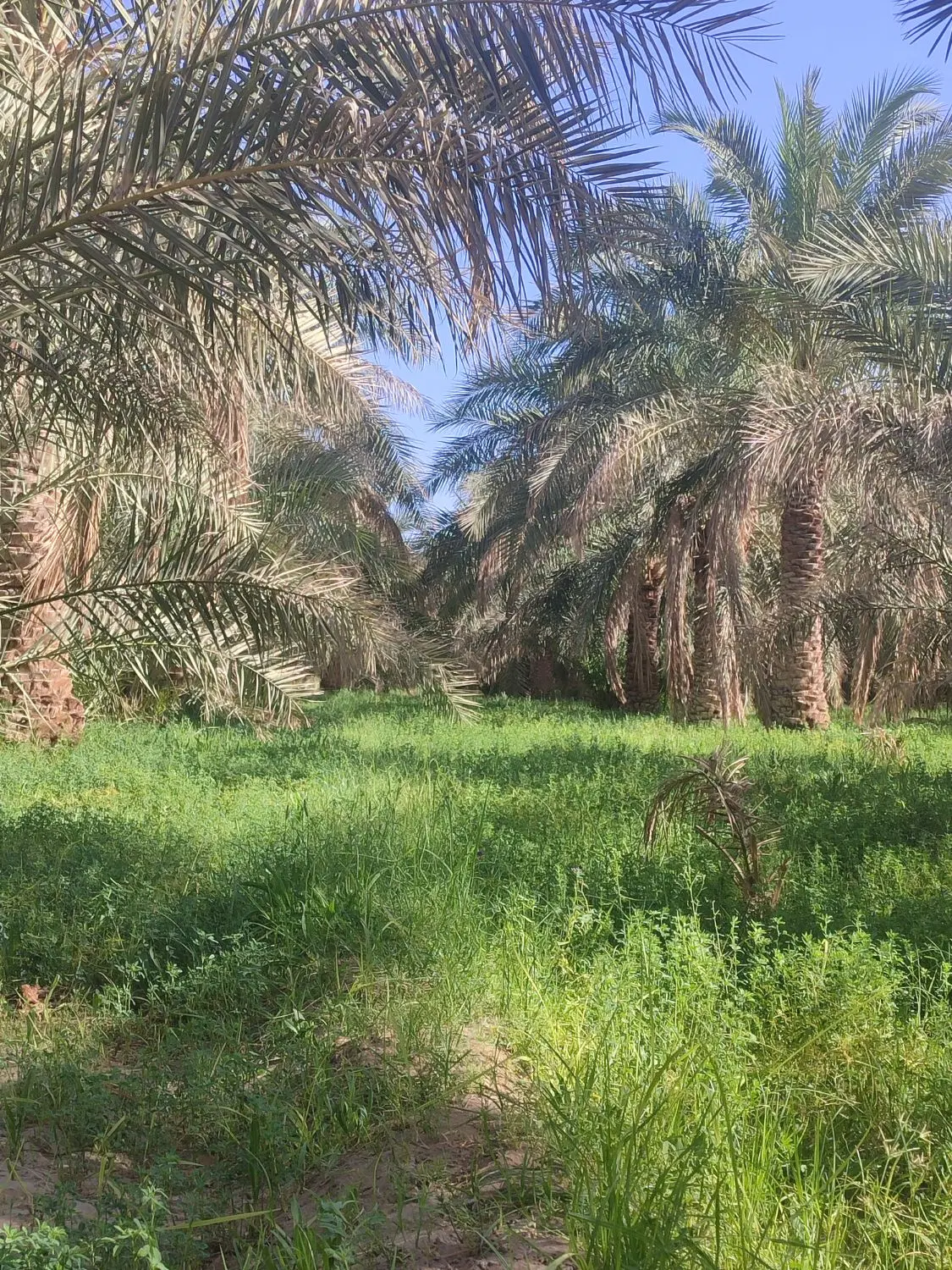 علف|خدمات باغبانی و درختکاری|نرماشیر, |دیوار