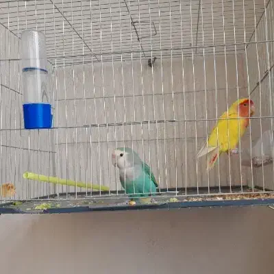 طوطی برزیلی|پرنده|الیگودرز, |دیوار