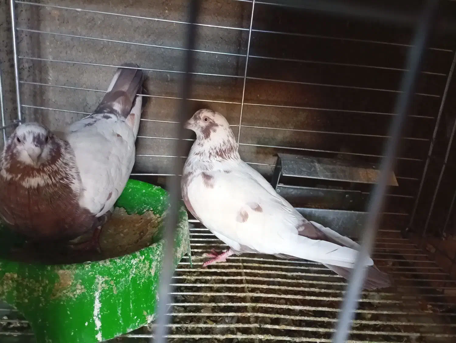 قلمکار|لوازم جانبی حیوانات|یزد, |دیوار