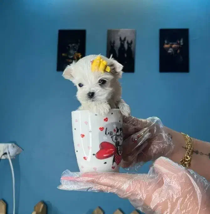 توله مالتیزکراس|سگ|شیراز, صنایع الکترونیک|دیوار