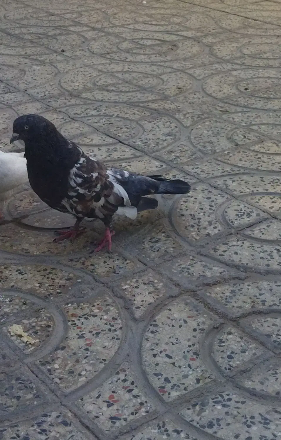 کفتر تاپ|پرنده|دره شهر, |دیوار