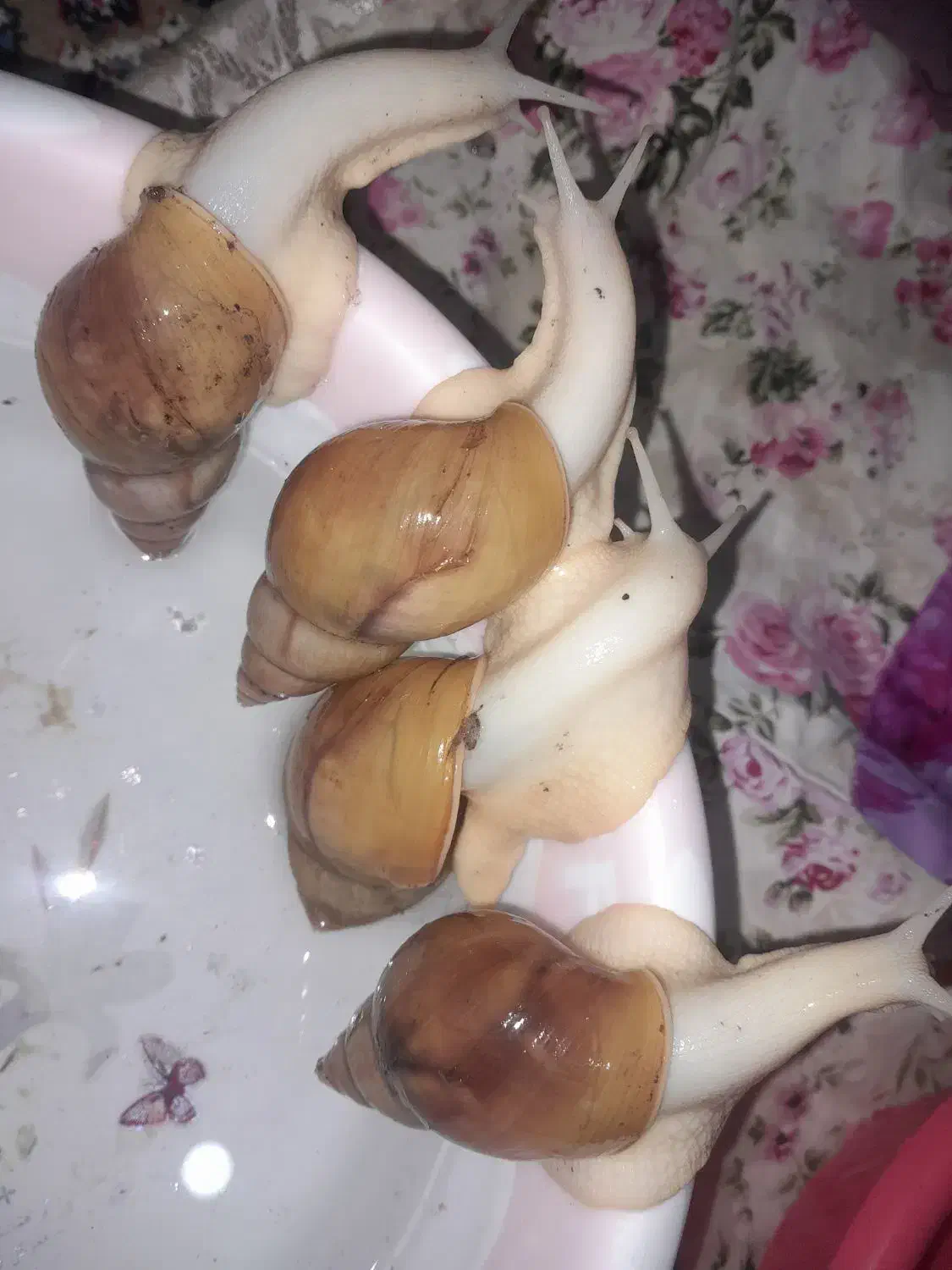 حلزون مولد|خزنده|شیروان (خراسان), |دیوار