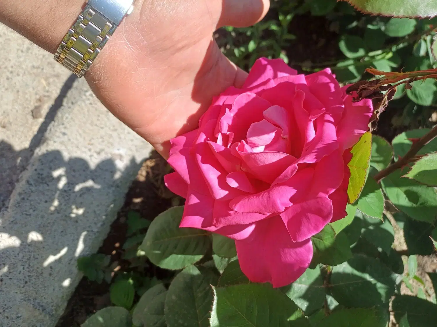 گل رز|گل و گیاه طبیعی|خوی, |دیوار