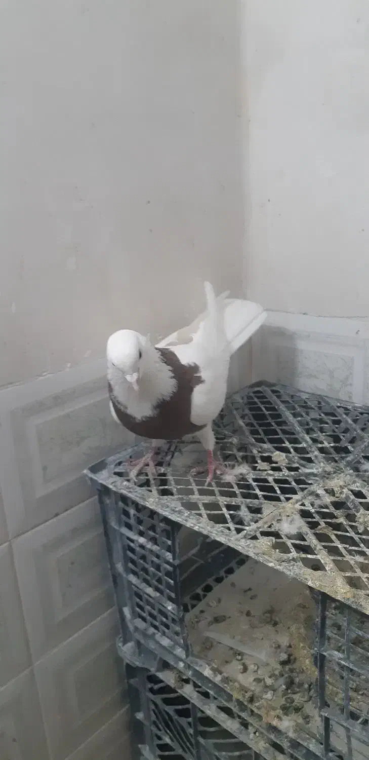 طوقی|پرنده|همدان, |دیوار