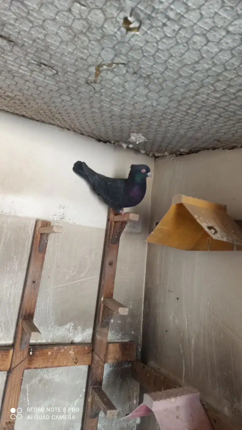 کبوتر دمبی طوقی وسیاه چش چنگ سفیدپالخت|پرنده|کازرون, |دیوار