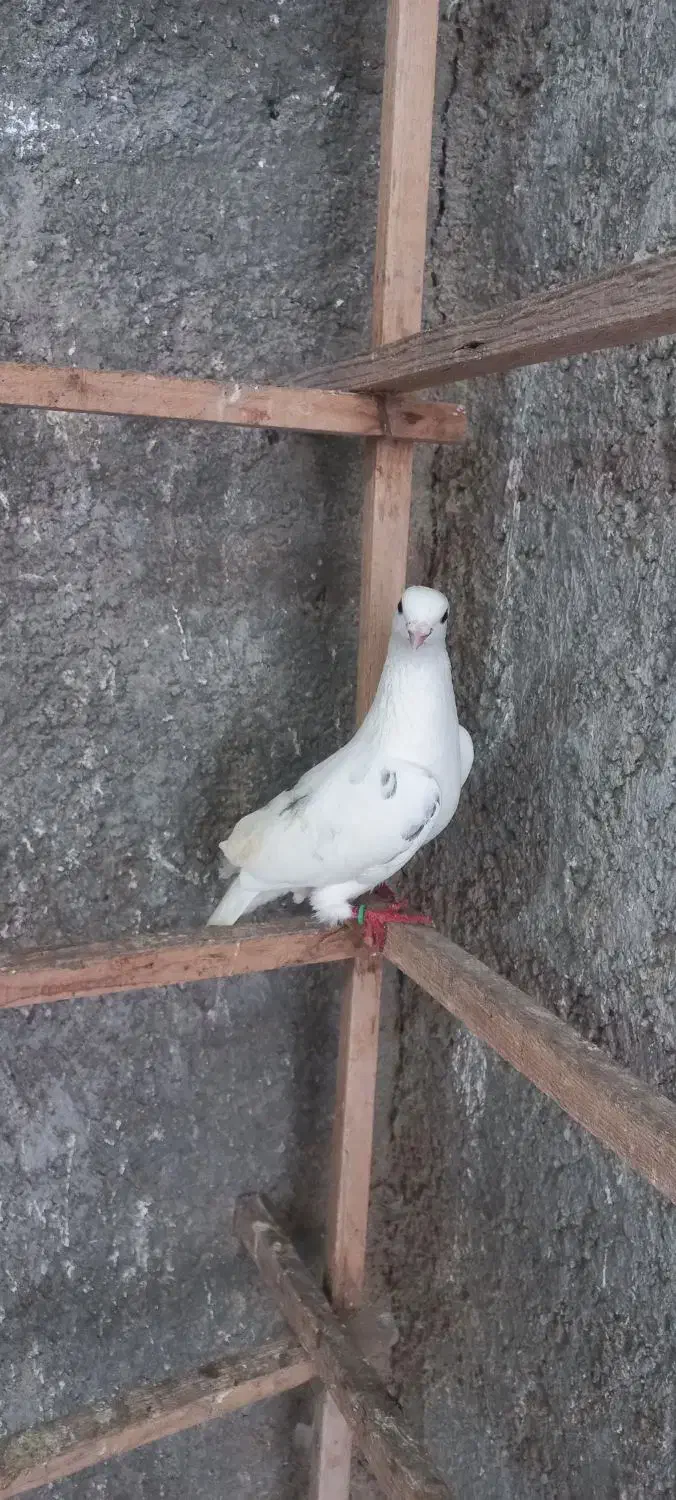 کبوتر غریب گرفته|پرنده|رشت, استقامت ۲|دیوار