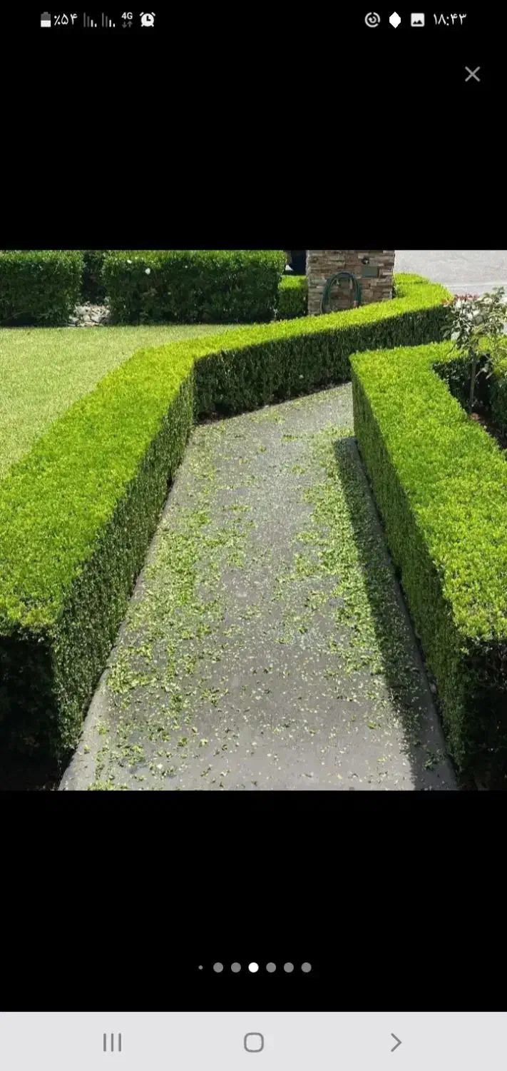 هرس. باغچه ودرخت. سم پاشی درختان وگل وگیاه|خدمات باغبانی و درختکاری|عباسآباد, |دیوار