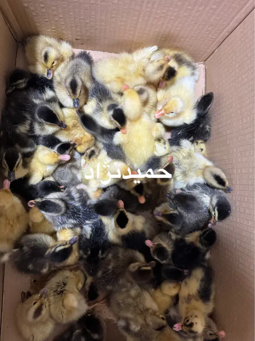 جوجه اردک گوشتی|حیوانات مزرعه|لوندویل, |دیوار