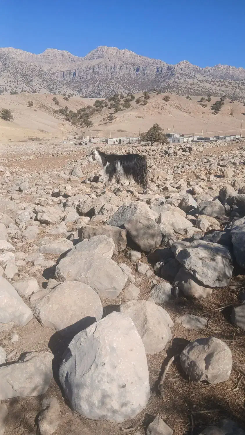 بز داشتی و کشتی|حیوانات مزرعه|اندیکا, |دیوار