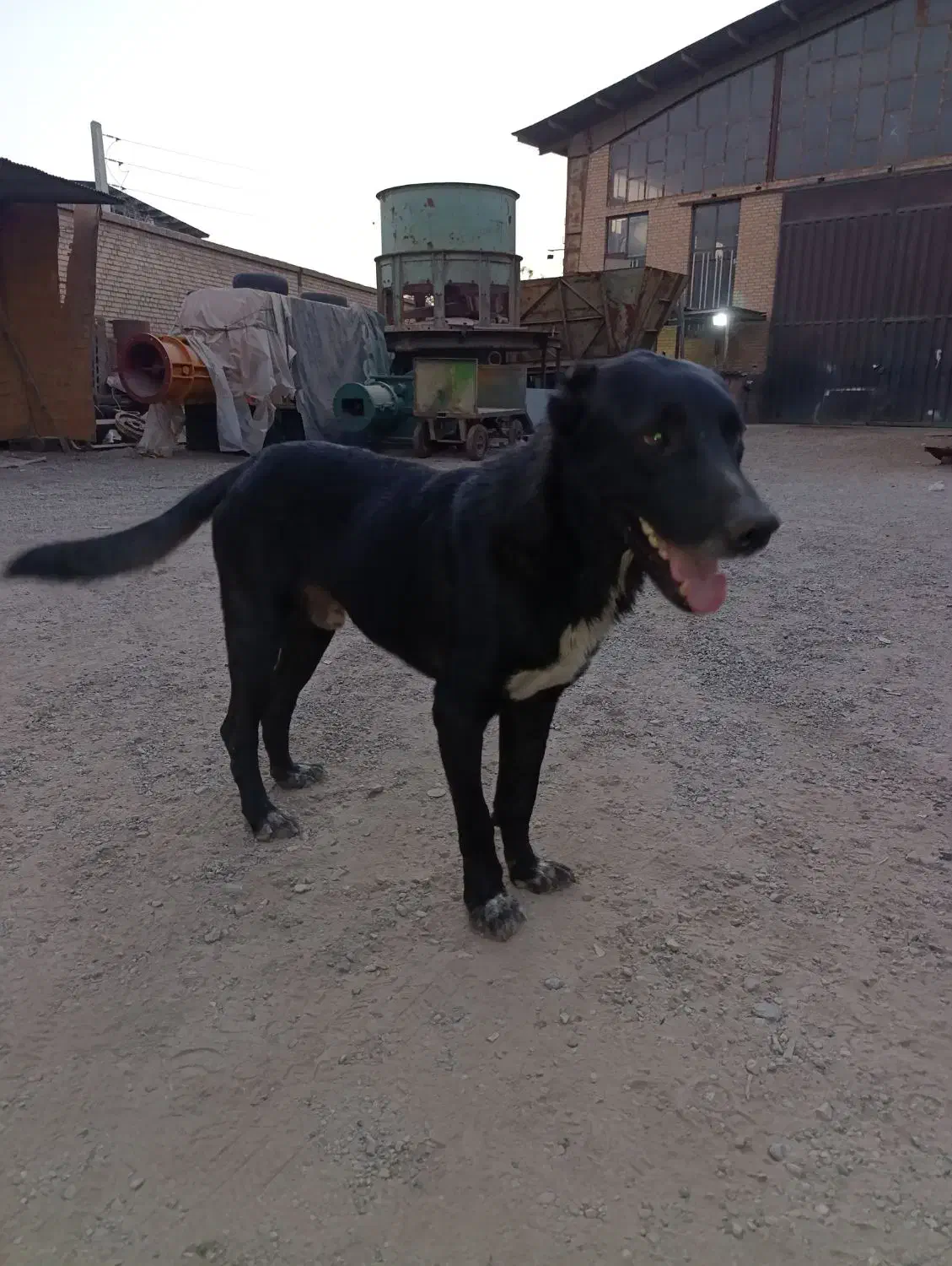 سگ نگهبان نژاد خراسانی با افغان|سگ|پاکدشت, پاکدشت (مامازند)|دیوار