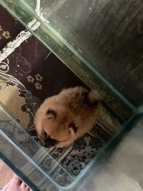 سگ پامر|سگ|بندرعباس, |دیوار