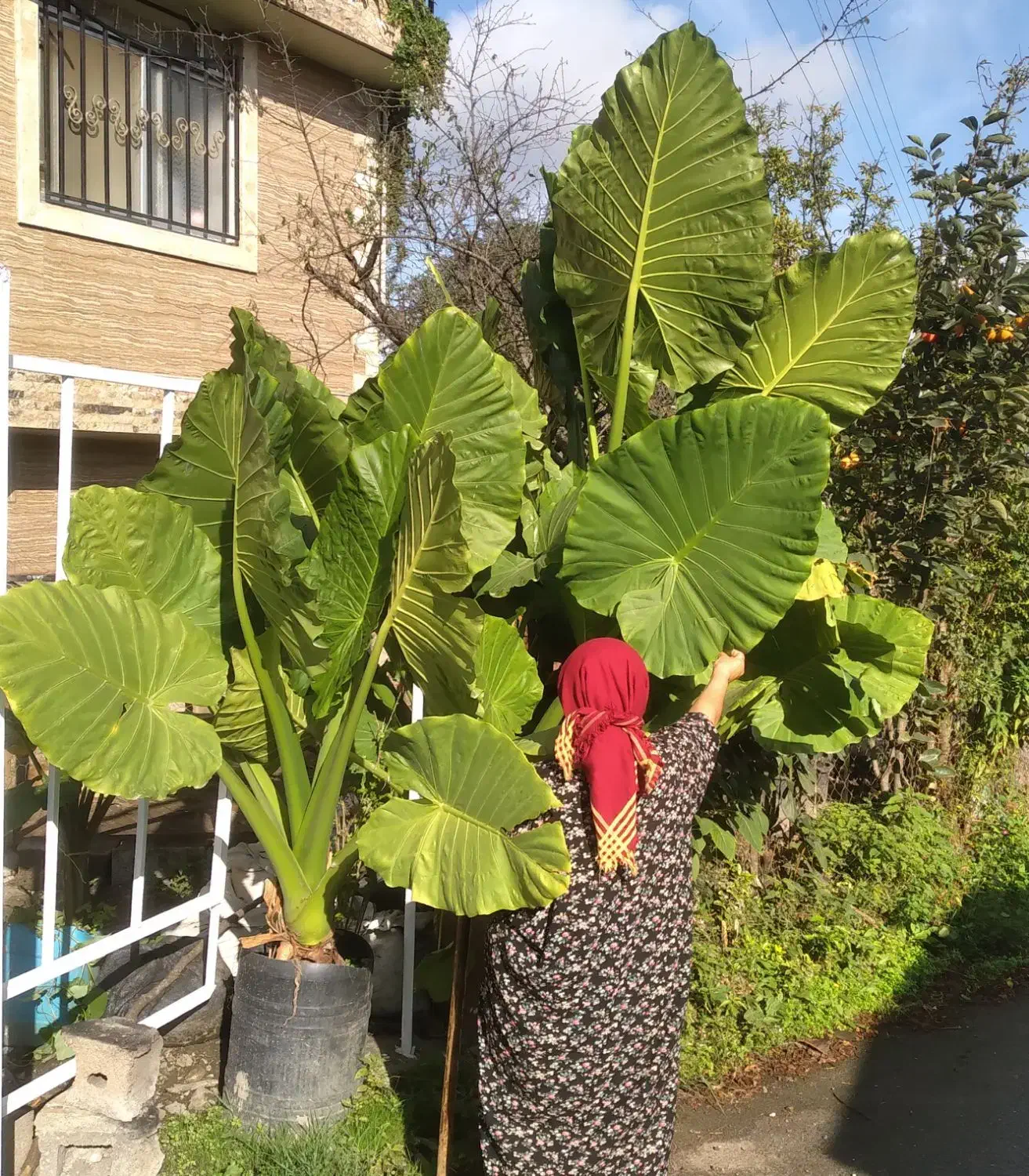 بابا آدم|گل و گیاه طبیعی|رحیم‌آباد, |دیوار