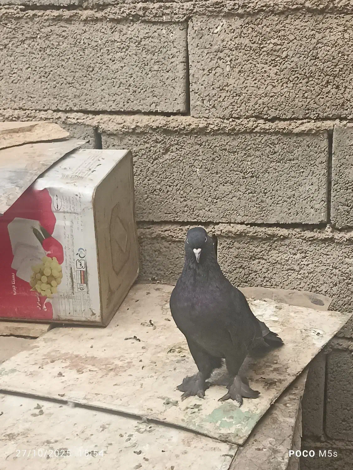 ماده سیاه نردم سبز|پرنده|جونقان, |دیوار