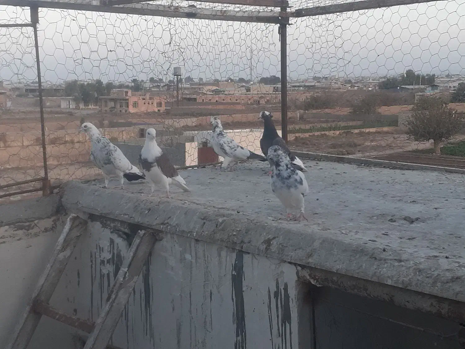 کفتر|پرنده|کاشان, دشت لتحر|دیوار