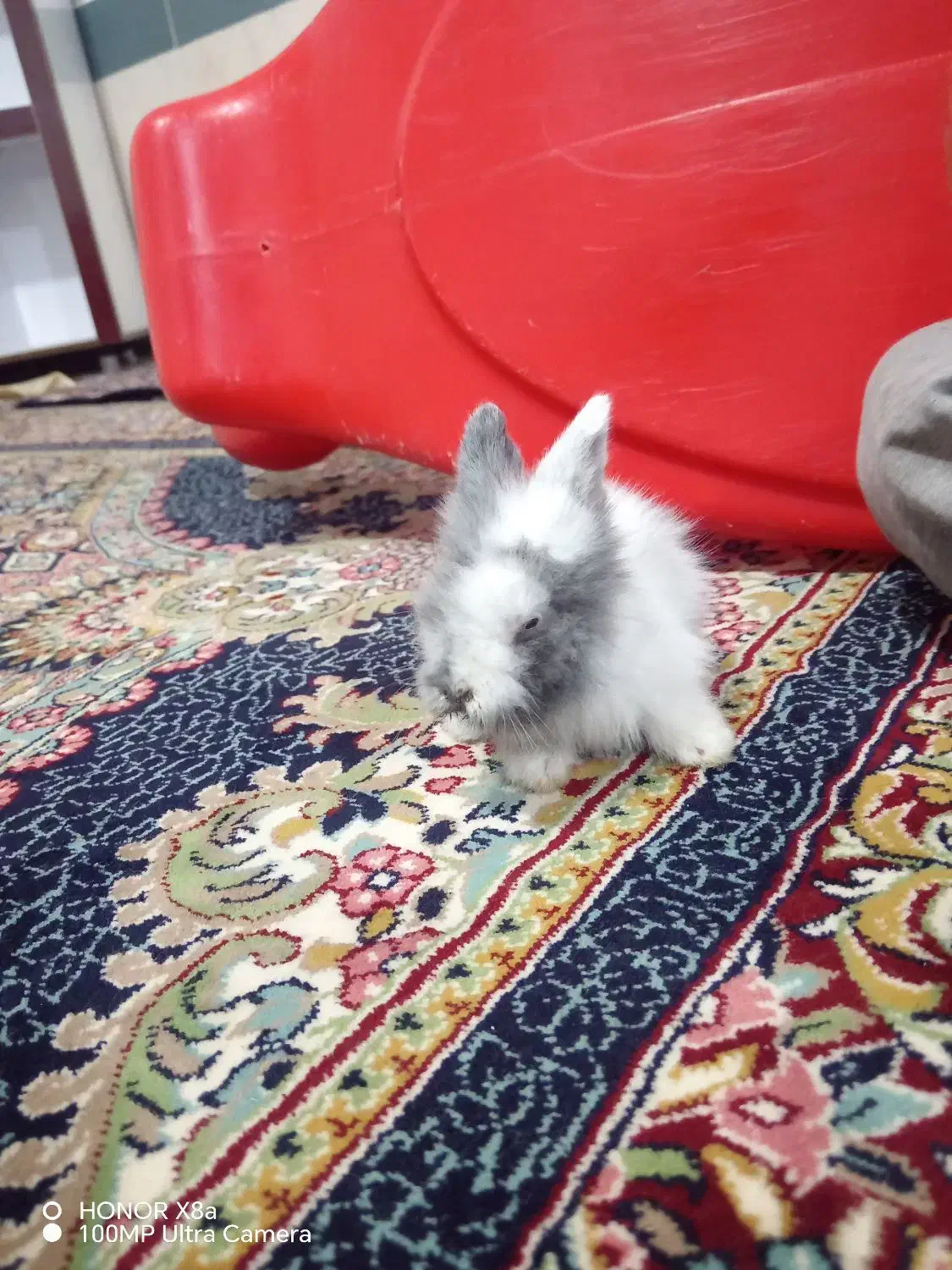 خرگوش لوپ ملوس|موش و خرگوش|سبزوار, قصبه غربی|دیوار