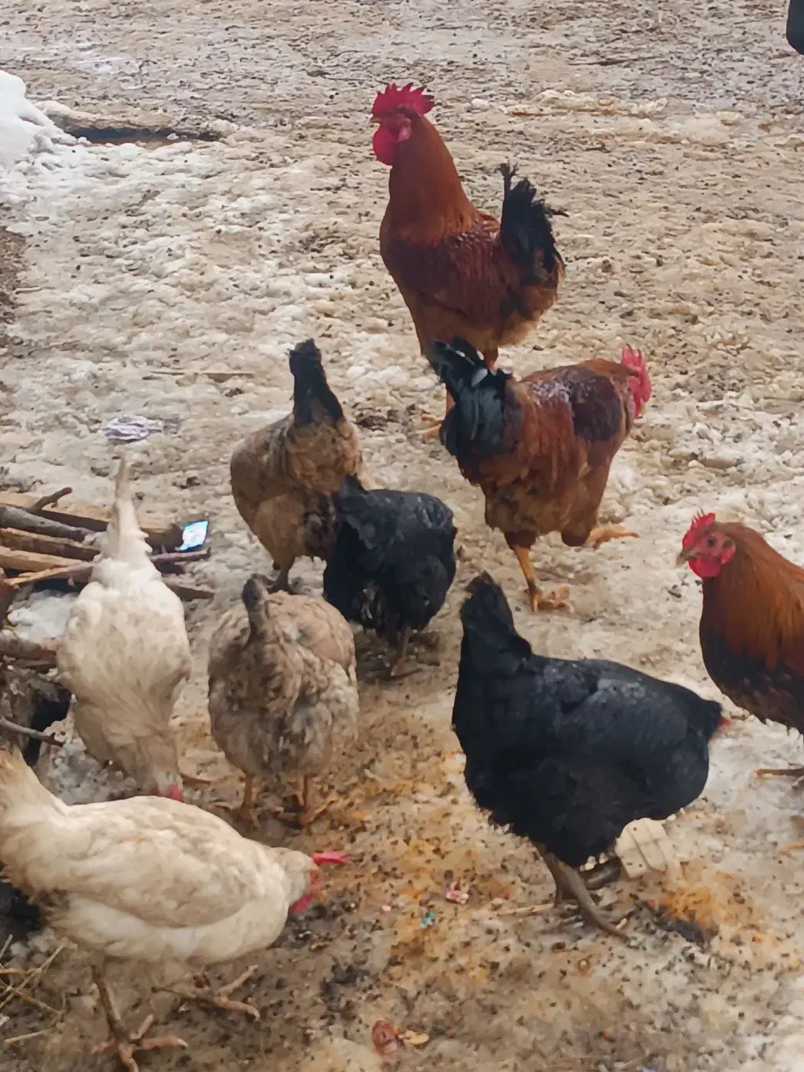 دوعدد خروس محلی|حیوانات مزرعه|سیلوانه, |دیوار