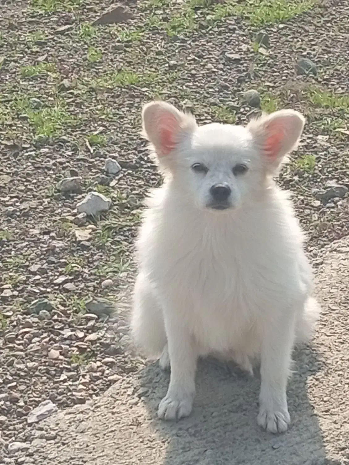 فروشی|سگ|بیکاه, |دیوار