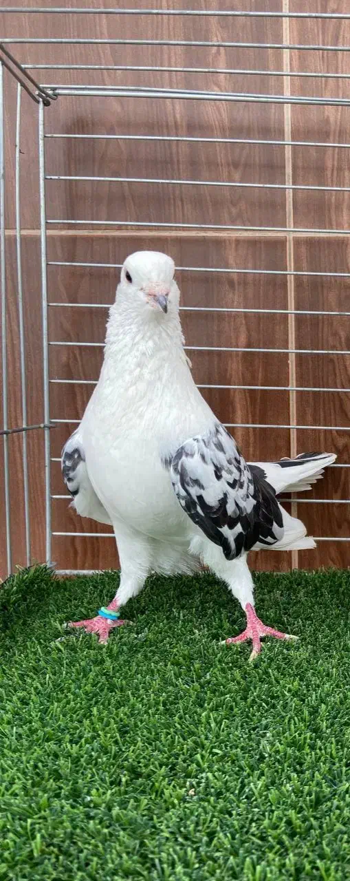 کبوتر پرشی|پرنده|قائمشهر, |دیوار