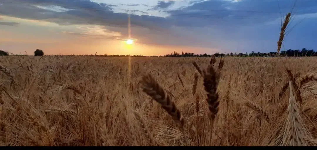 اجاره ۱۰ هکتار زمین کشاورزی آب شیرین هندوانه|اجارهٔ دفتر صنعتی، کشاورزی، تجاری|ایرانشهر, |دیوار