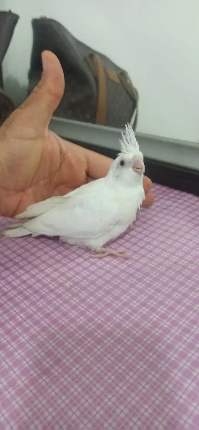 جوجه عروس هلندی البینو|پرنده|اهواز, شهرک اکباتان|دیوار